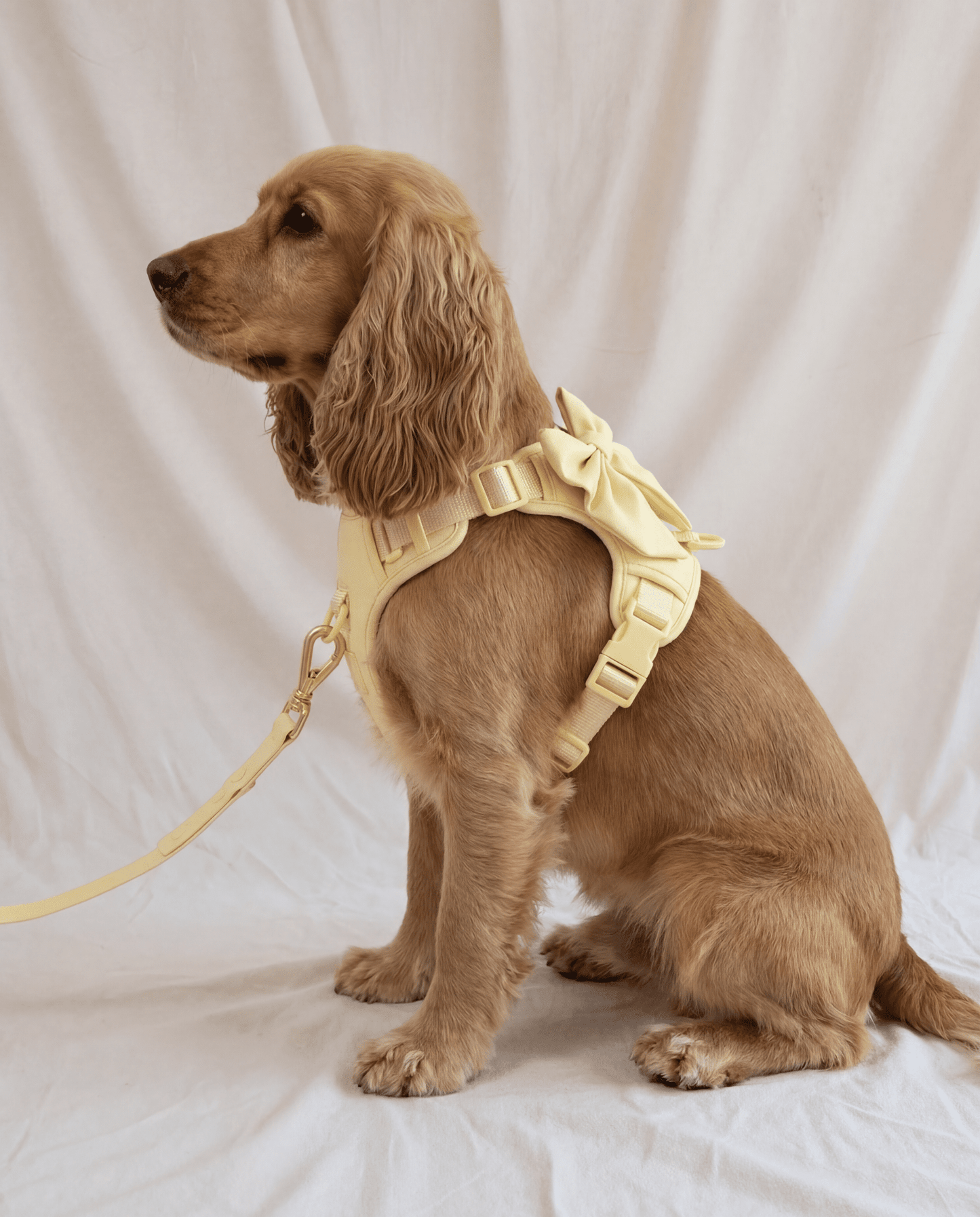 Wander! Bow Harness 2.0 - Buttercream