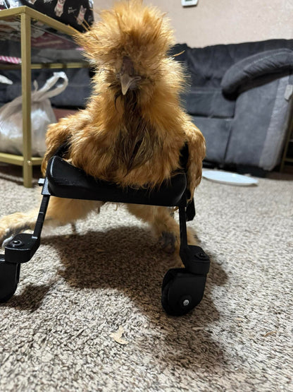 Smaller Chicken Wheelchair