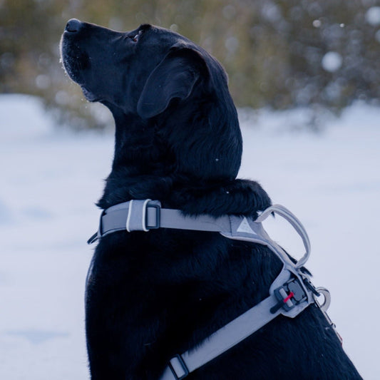 Magnetic Dog Harness with Handle - Easy On, No-Pull Design