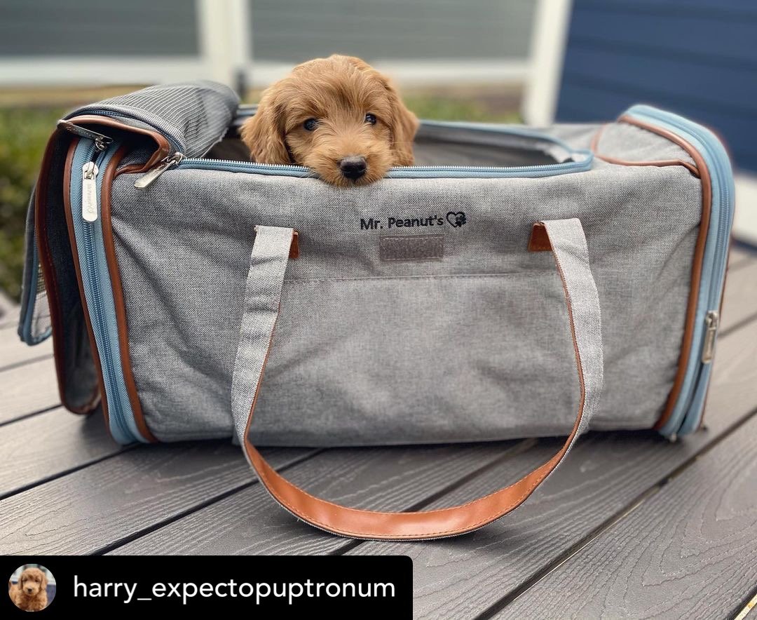 Mr. Peanut's Gold Series Big Apple XL Expandable Pet Carrier V2.0