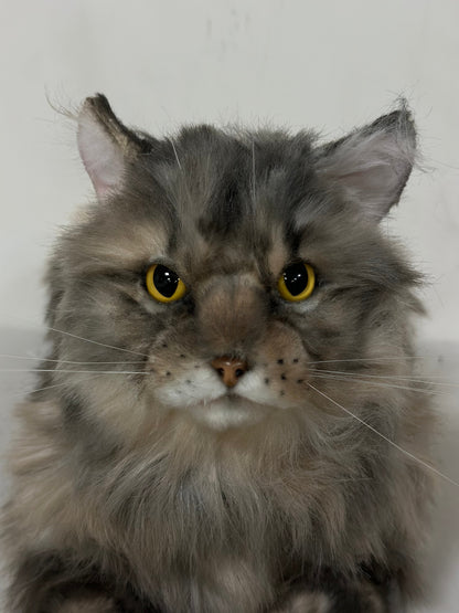 Plush American Tabby Cat Longhair-Handmade Life-Size Companion & Pet Memorial