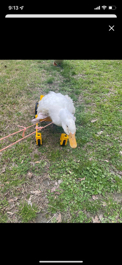 Ducky’s wheelchair
