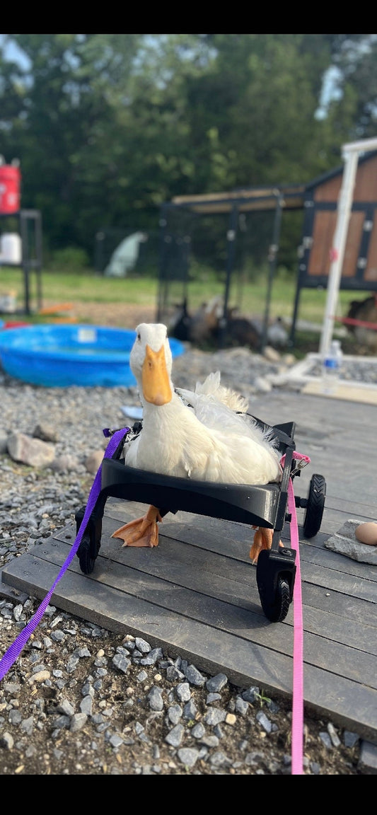 Ducky’s wheelchair