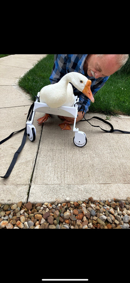 Ducky’s wheelchair