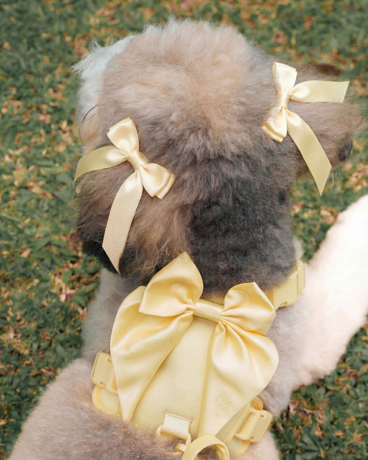 Wander! Bow Harness 2.0 - Buttercream