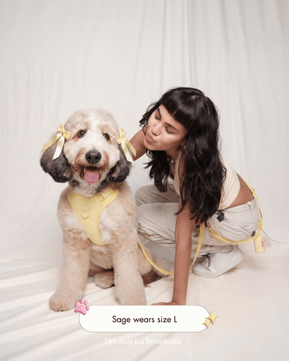Wander! Bow Harness 2.0 - Buttercream