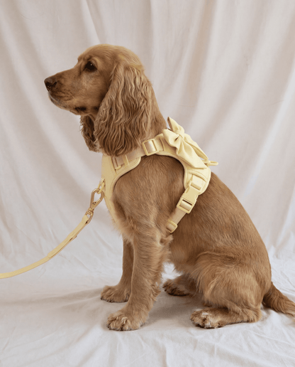 Wander! Bow Harness 2.0 - Buttercream